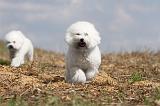 BICHON FRISE 129